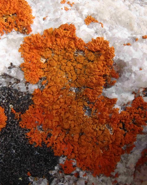 Xanthoria sorediata