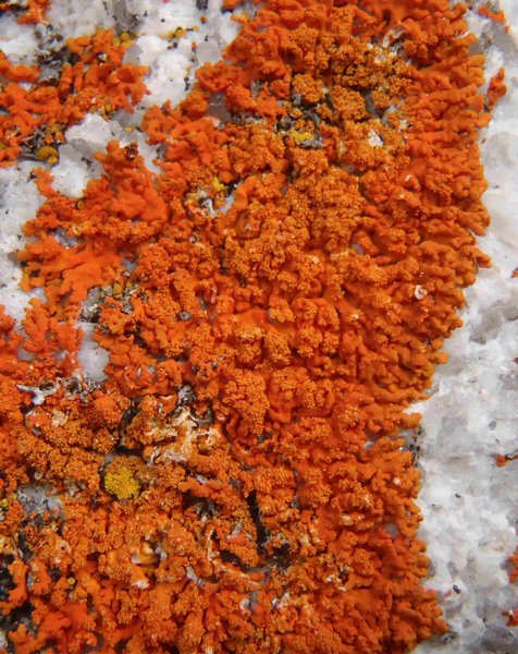 Xanthoria sorediata