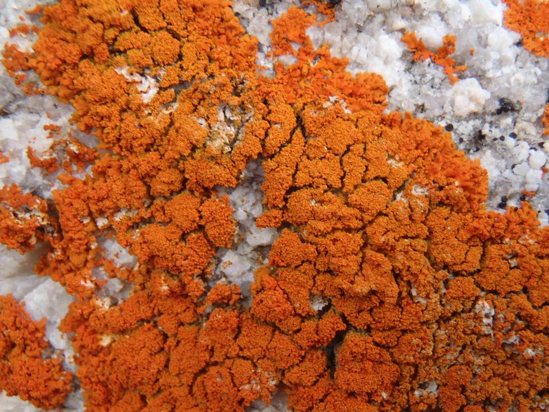 Xanthoria sorediata