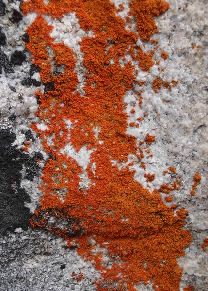 Xanthoria sorediata