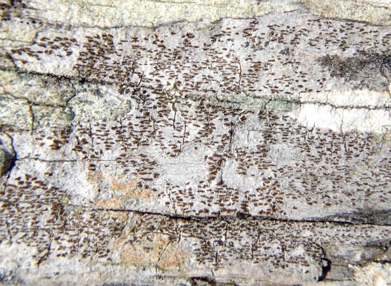 Xylographa opegraphella