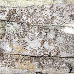 Xylographa opegraphella