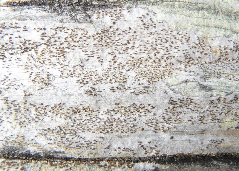 Xylographa opegraphella