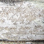 Xylographa opegraphella