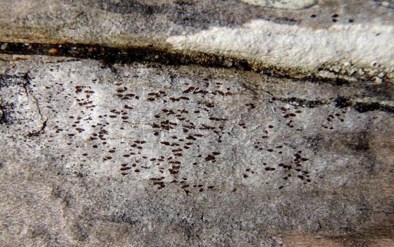 Xylographa opegraphella