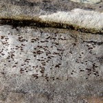 Xylographa opegraphella