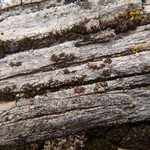 Xylographa pallens