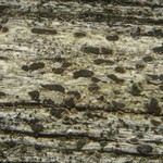 Xylographa pallens