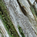 Xylographa pallens