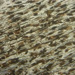 Xylographa pallens