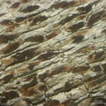 Xylographa pallens
