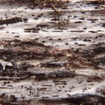 Xylographa parallela