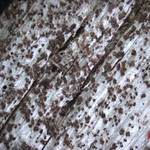 Xylographa schofieldii