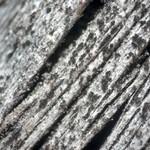 Xylographa septentrionalis