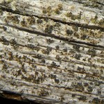 Xylographa soralifera