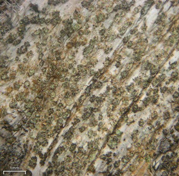 Xylographa soralifera