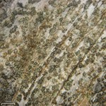 Xylographa soralifera