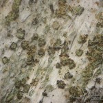 Xylographa soralifera
