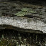Xylographa soralifera