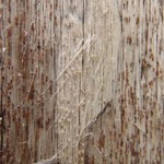 Xylographa soralifera