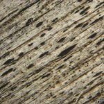 Xylographa stenospora