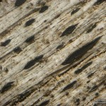 Xylographa stenospora
