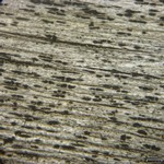 Xylographa stenospora