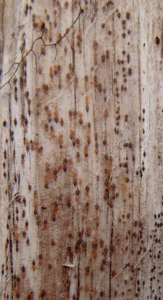 Xylographa trunciseda