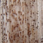 Xylographa trunciseda