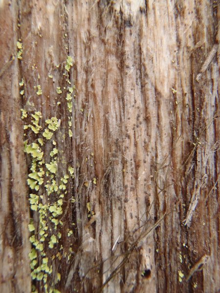 Xylographa trunciseda