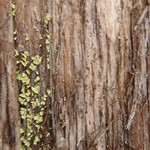 Xylographa trunciseda