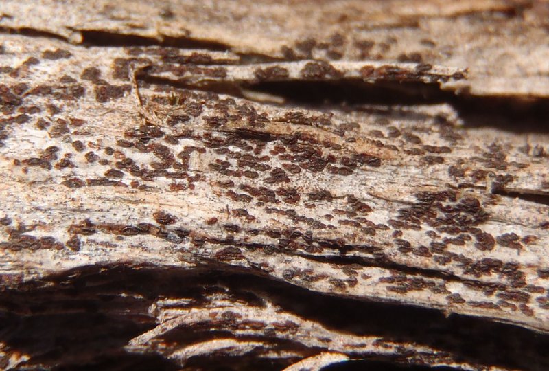 Xylographa trunciseda