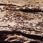 Xylographa trunciseda