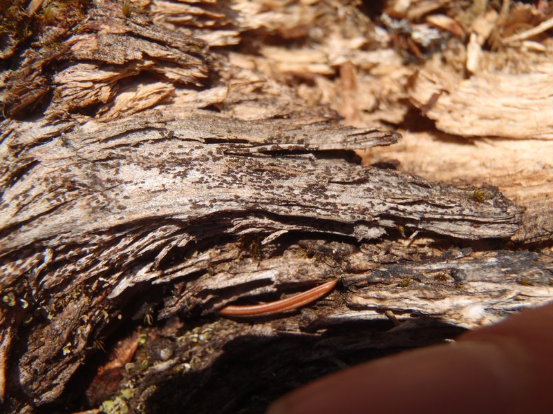 Xylographa trunciseda