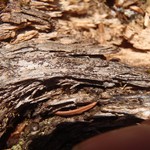 Xylographa trunciseda