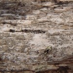 Xylographa vitiligo