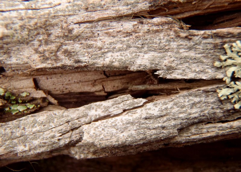 Xylographa vitiligo