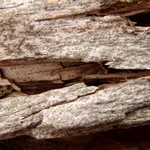 Xylographa vitiligo