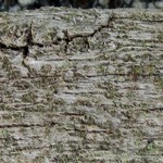 Xylographa vitiligo