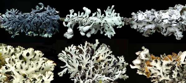 Homo sapiens isn’t the only species to come in all shapes and sizes. So does Monk’s Hood Lichen. There was a time when lichenologists paid real attention to such things. Maybe someday they’ll do so again. Homo sapiens isn’t the only species to come in all shapes and sizes. So does Monk’s Hood Lichen. There was a time when lichenologists paid real attention to such things. Maybe someday they’ll do so again.